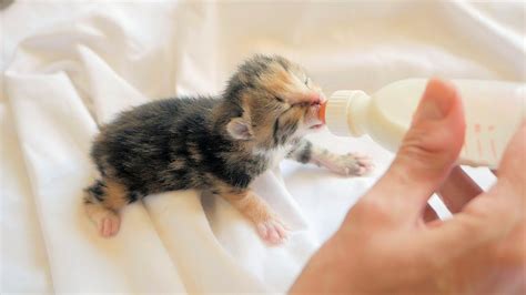 Baby Kxtten drinks huge bowl of piss! .